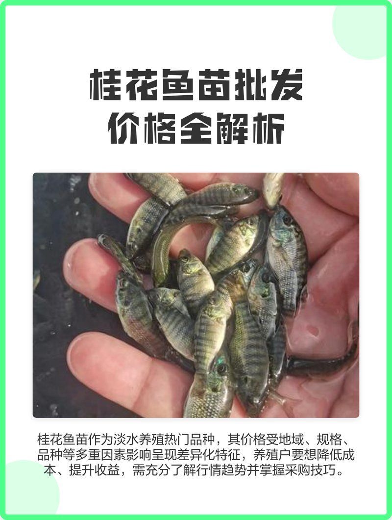 桂魚苗的批發價格是多少，桂花魚苗批發價格全解析