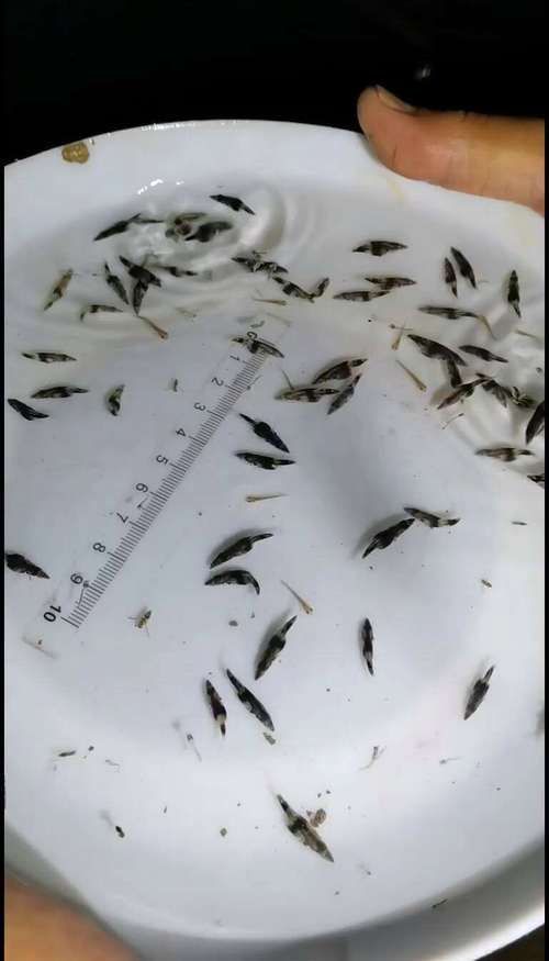 桂魚苗的批發價格是多少，桂花魚苗批發價格全解析