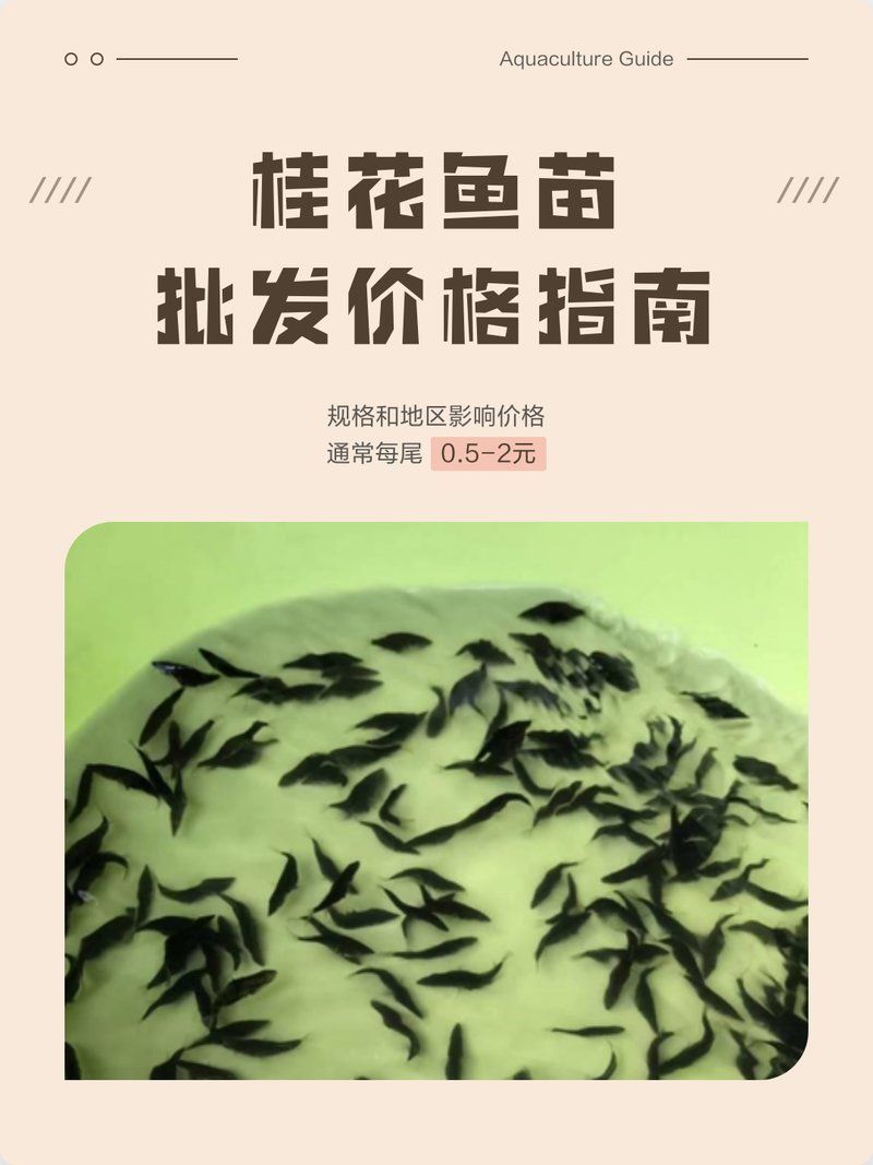 桂魚苗的批發價格是多少，桂花魚苗批發價格全解析