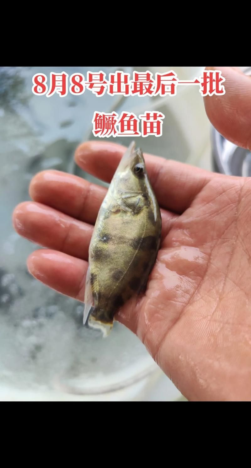 桂魚苗的批發價格是多少，桂花魚苗批發價格全解析