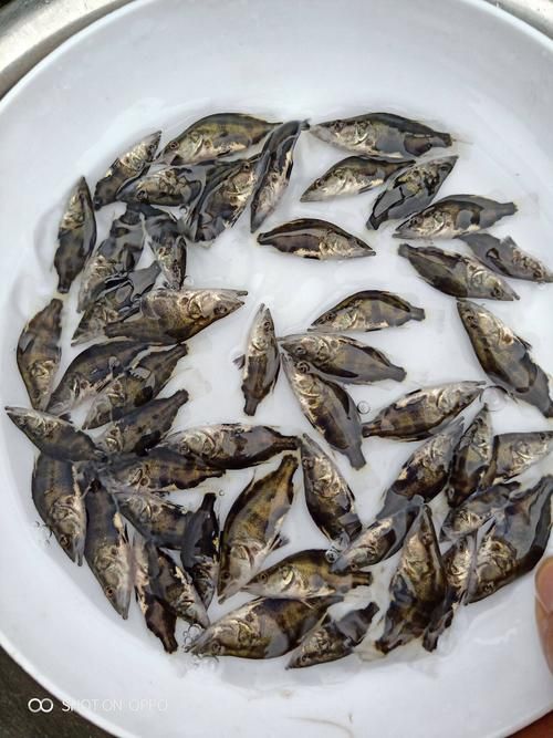 桂魚苗的批發價格是多少，桂花魚苗批發價格全解析