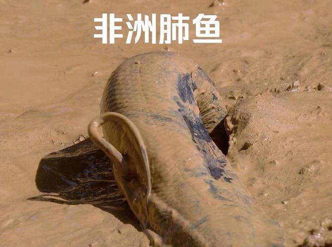 肺魚(yú)，肺魚(yú)的基礎(chǔ)知識(shí)