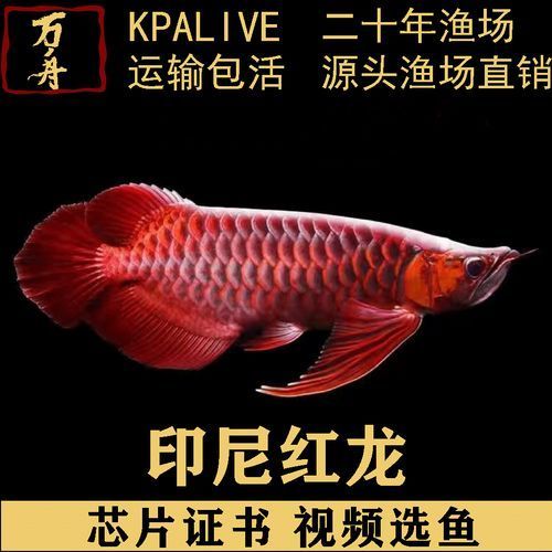 給我更多關(guān)于辣椒紅龍魚的圖片，辣椒紅龍魚的價(jià)格是多少辣椒紅龍魚的血統(tǒng)是多少