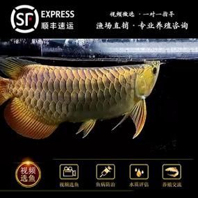 給我更多關(guān)于辣椒紅龍魚的圖片，辣椒紅龍魚的價(jià)格是多少辣椒紅龍魚的血統(tǒng)是多少