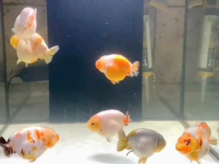 細菌性爛鰓病有哪些癥狀，如何識別與治療金魚細菌性爛鰓病