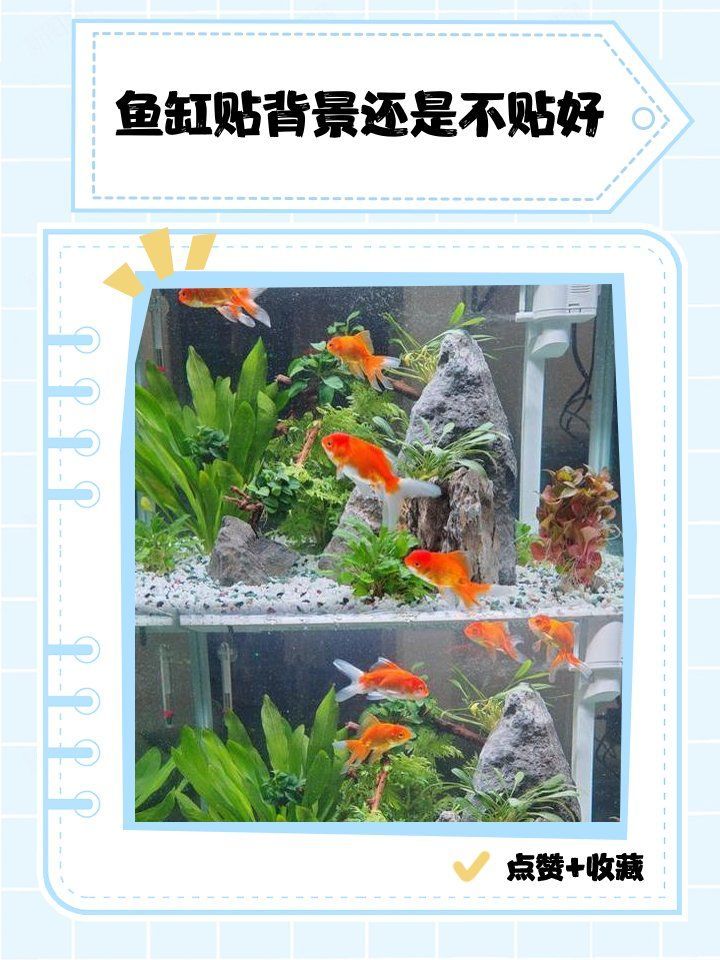 龍魚缸背景圖有哪些材質可選？，龍魚缸背景圖材質選擇對于創造一個既美觀又實用的水族環境至關重要