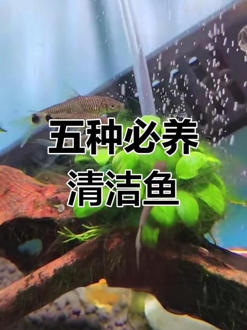 如何判斷清潔魚(yú)是否適應(yīng)龍魚(yú)缸水質(zhì)？，————科學(xué)觀察指南（清潔魚(yú)缸水質(zhì)）
