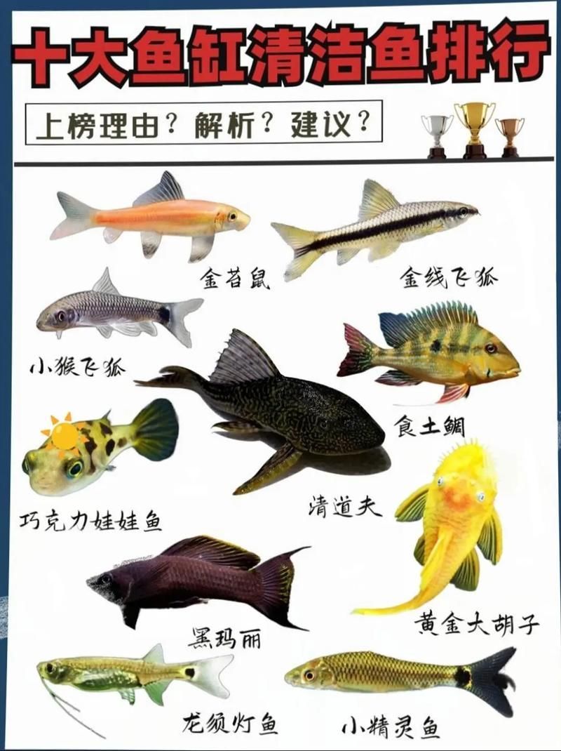 如何判斷清潔魚(yú)是否適應(yīng)龍魚(yú)缸水質(zhì)？，————科學(xué)觀察指南（清潔魚(yú)缸水質(zhì)）