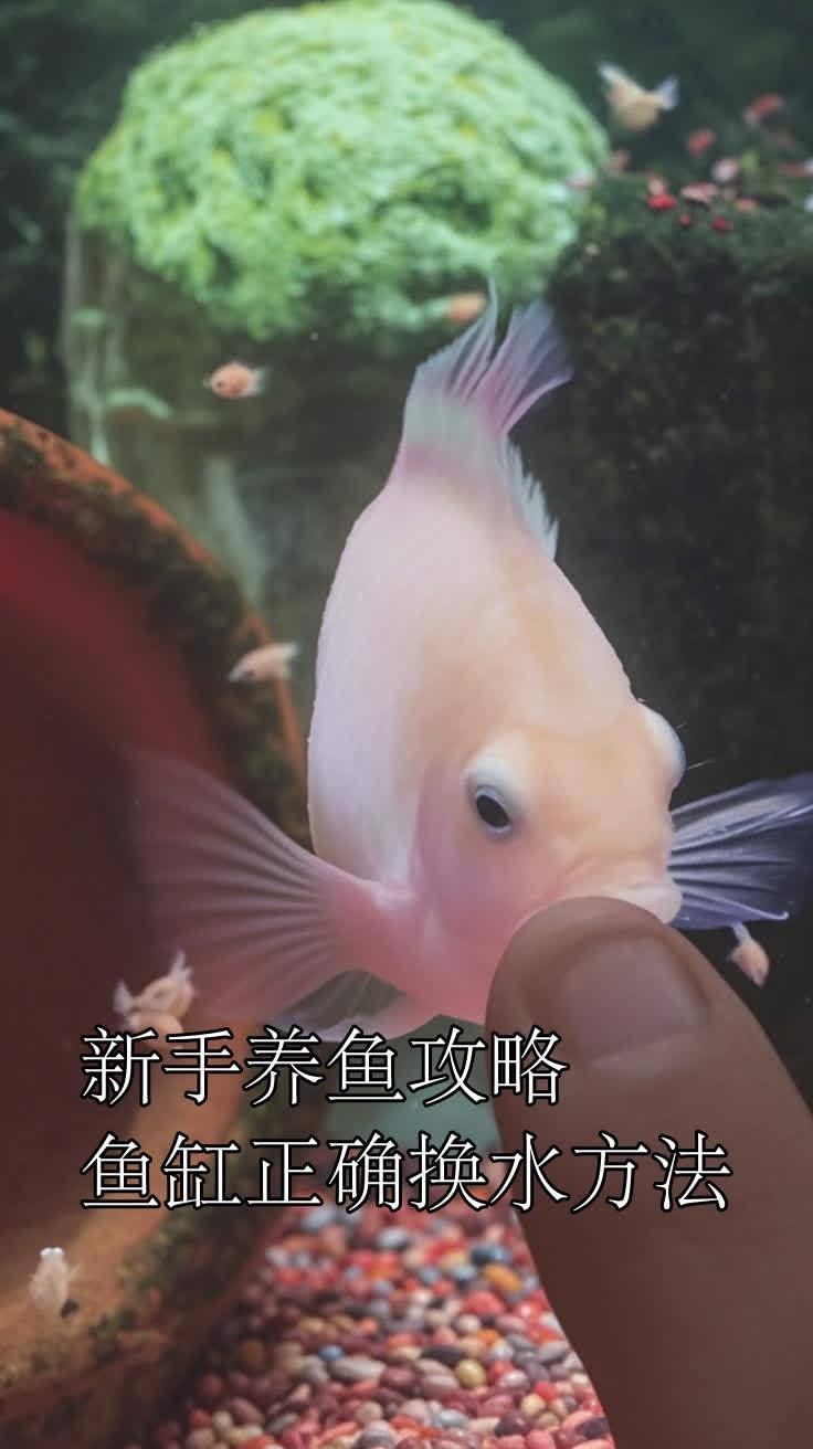 給我一份魚缸換水檢查清單，給我一份魚缸換水檢查清單,魚缸換水不是簡單的“抽水加水”