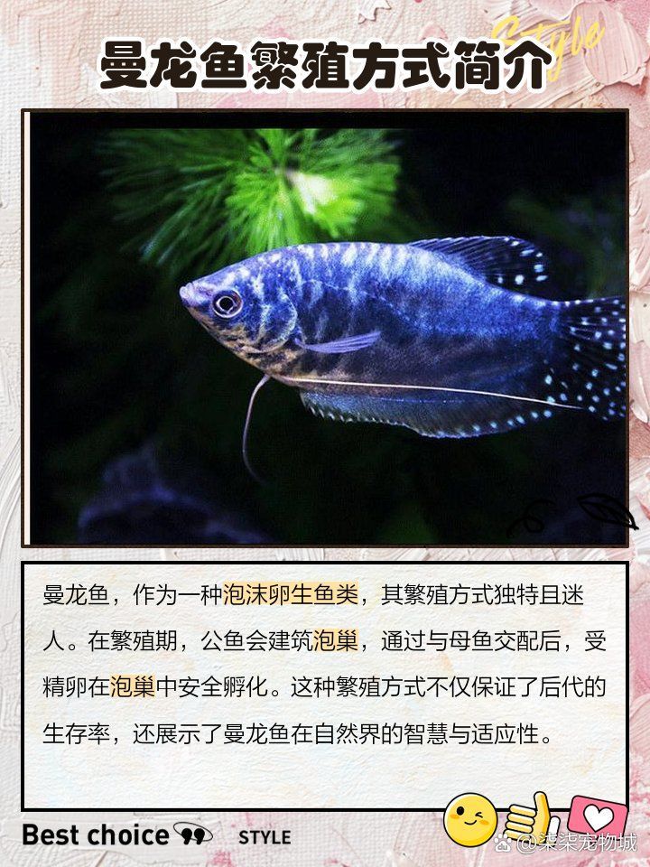 如何準備曼龍魚繁殖缸，曼龍魚怎么繁殖