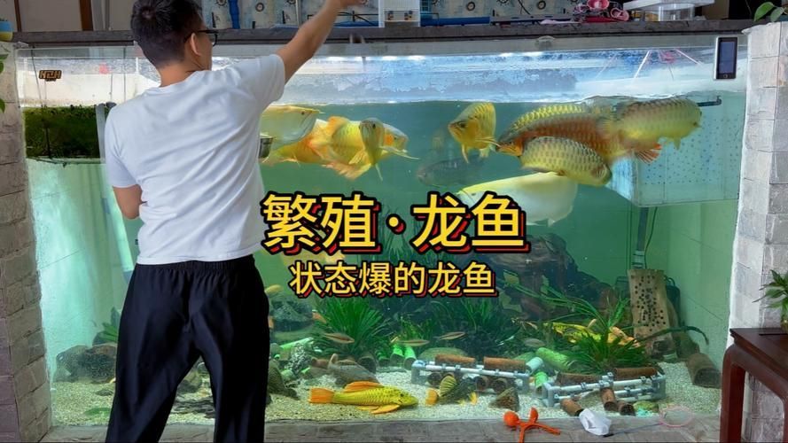 給我一些桃城龍魚的飼養技巧