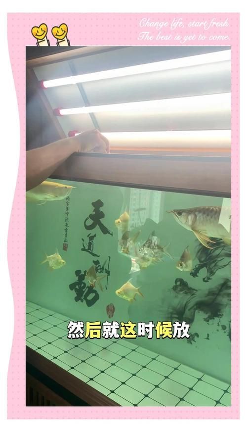 給我一些桃城龍魚的飼養技巧