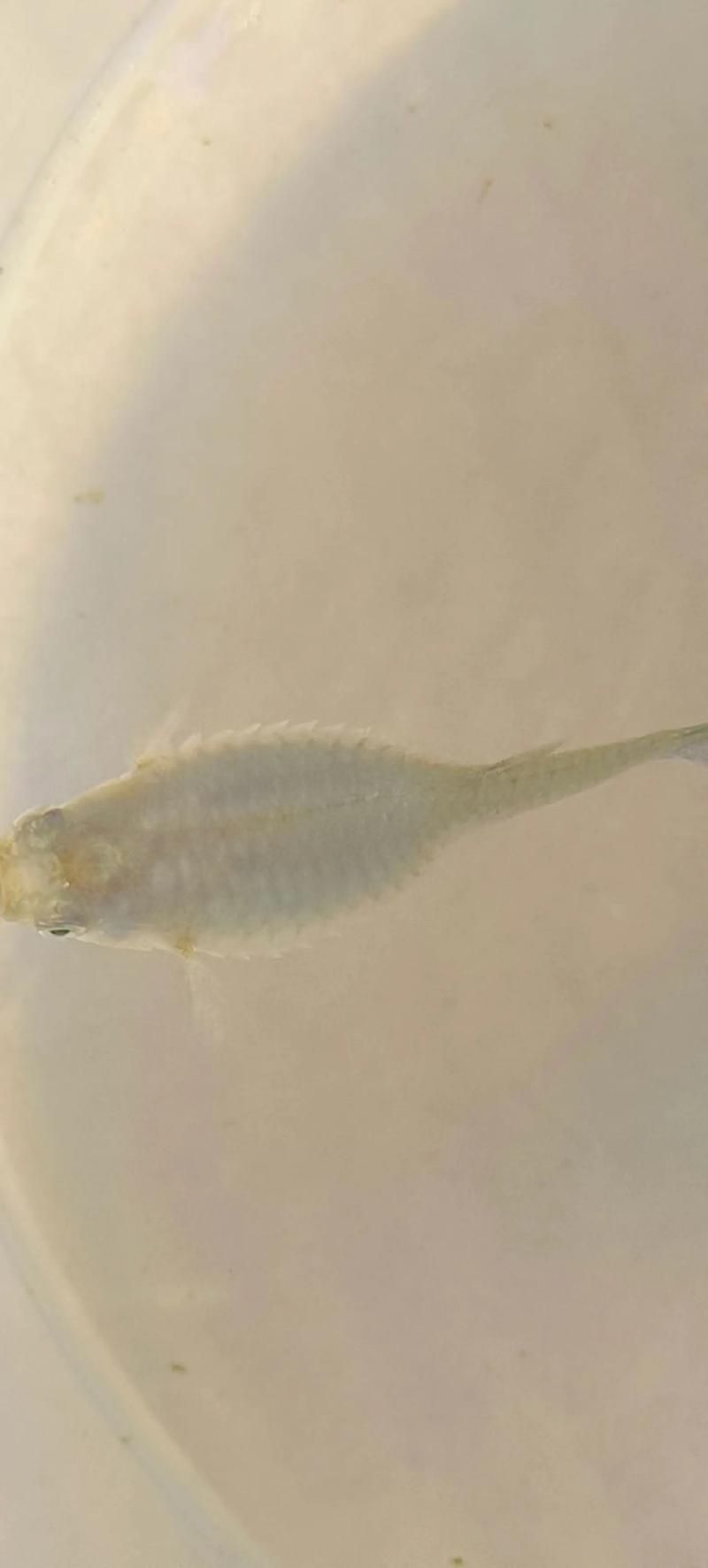 如何判斷魚炸傷是否嚴重，如何判斷“魚炸傷”