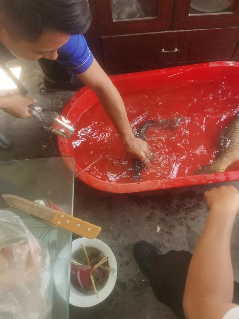 面包蟲干喂食龍魚有哪些注意事項？