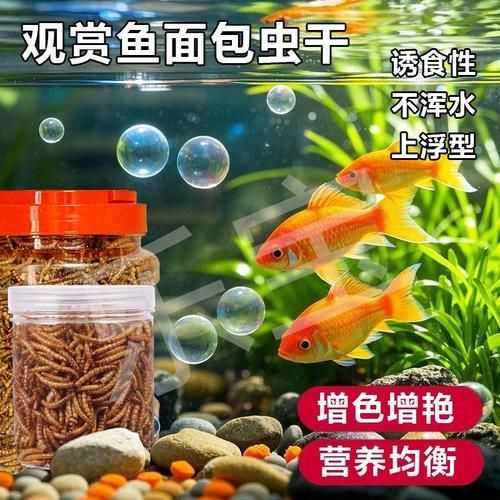 面包蟲干喂食龍魚有哪些注意事項？