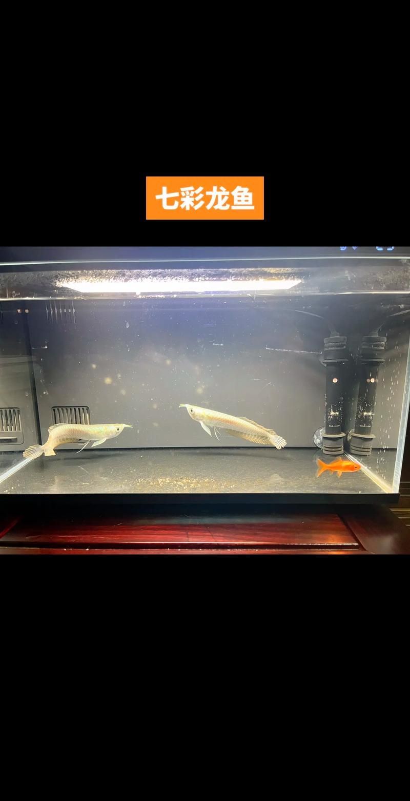 血龍魚的飼養(yǎng)環(huán)境應(yīng)該如何布置？，血龍魚的飼養(yǎng)方式