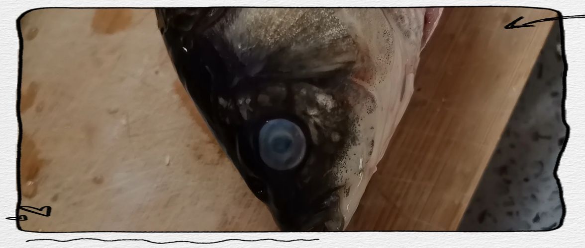 如何判斷魚是否潰爛，如何判斷魚是否潰爛調(diào)用工具arxiv論文助手判斷魚是否潰爛