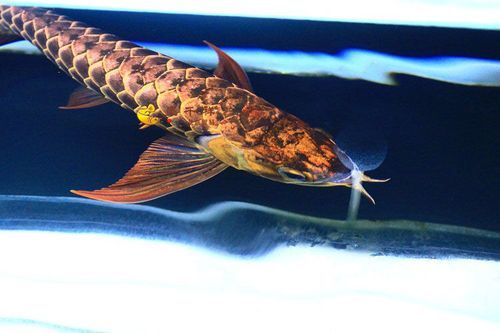 還有哪些廣東的龍魚漁場值得推薦？，廣東的龍魚漁場值得推薦嗎？