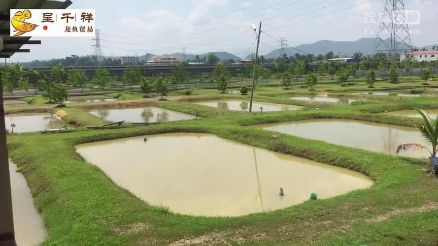 還有哪些廣東的龍魚漁場值得推薦？，廣東的龍魚漁場值得推薦嗎？