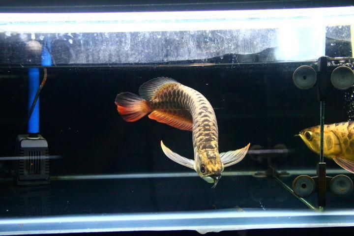 還有哪些廣東的龍魚漁場值得推薦？，廣東的龍魚漁場值得推薦嗎？