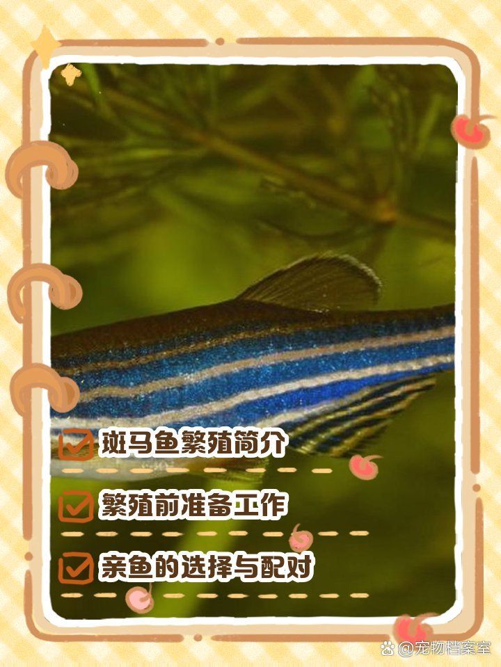 斑馬魚公母繁殖配對(duì)注意事項(xiàng)，斑馬魚公母繁殖配對(duì)時(shí)需要注意的事項(xiàng)