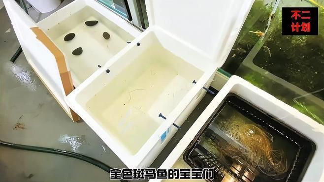 斑馬魚公母繁殖配對(duì)注意事項(xiàng)，斑馬魚公母繁殖配對(duì)時(shí)需要注意的事項(xiàng)