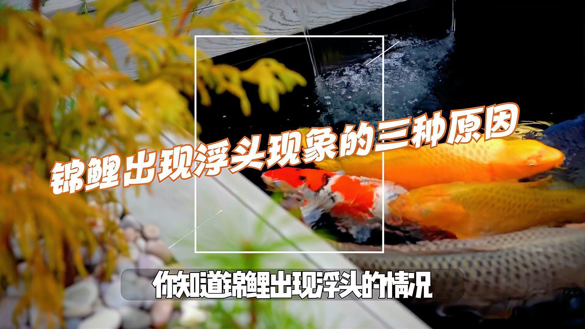 哪些跡象表明魚浮頭嚴重，錦鯉出現浮頭現象的三種原因