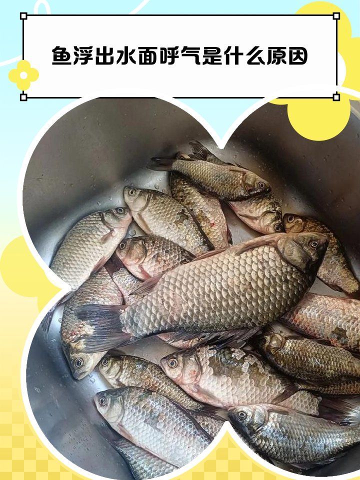 哪些跡象表明魚浮頭嚴重，錦鯉出現浮頭現象的三種原因