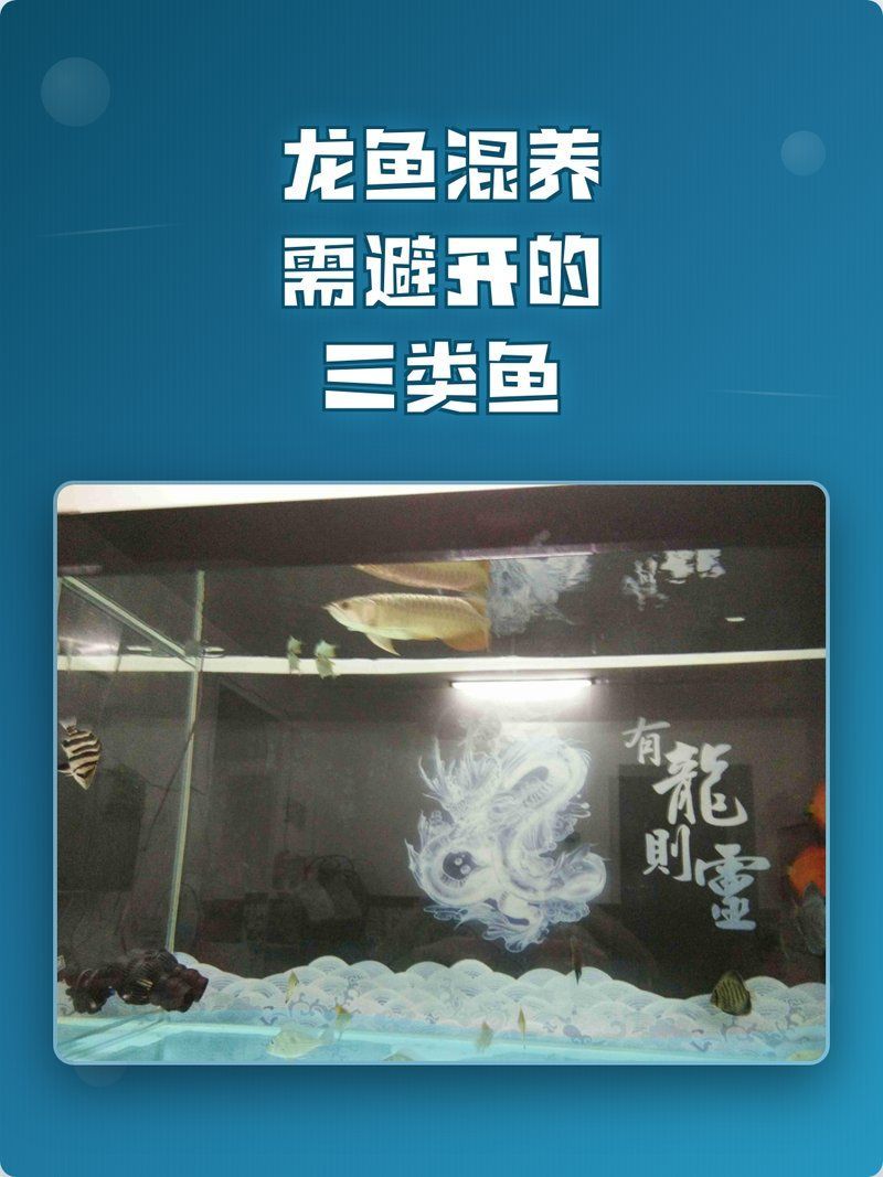 除了上述三種，還有哪些魚不適合與龍魚混養(yǎng)？