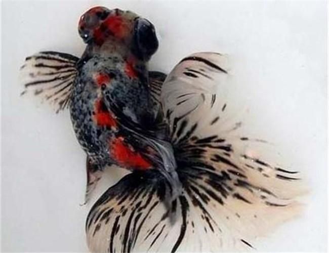 蝶尾金魚哪個品種最珍貴，如何鑒別蝶尾金魚的品質