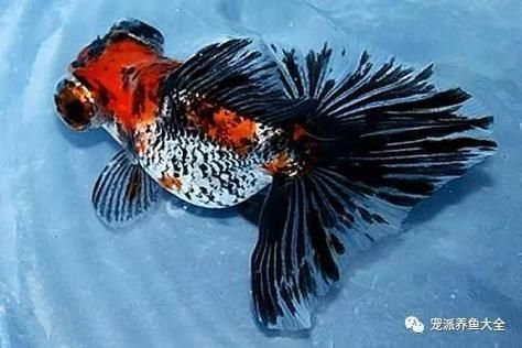 蝶尾金魚哪個品種最珍貴，如何鑒別蝶尾金魚的品質