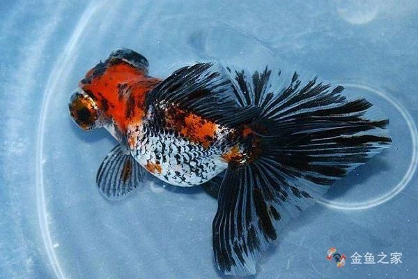 蝶尾金魚哪個品種最珍貴，如何鑒別蝶尾金魚的品質