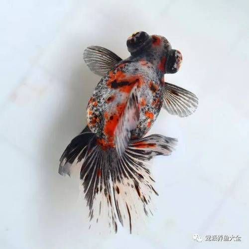 蝶尾金魚哪個品種最珍貴，如何鑒別蝶尾金魚的品質