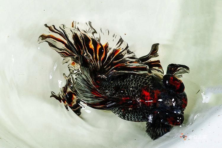 蝶尾金魚哪個品種最珍貴，如何鑒別蝶尾金魚的品質