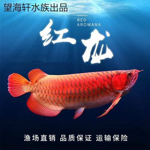 B級(jí)過背金龍魚的價(jià)格范圍是多少？，b級(jí)過背金龍魚價(jià)格揭秘b級(jí)過背金龍魚價(jià)格揭秘