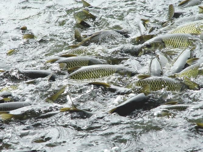 肥鄉龍魚的養殖技術有哪些？，肥鄉龍魚的養殖技術包括以下幾個方面：水質管理是關鍵