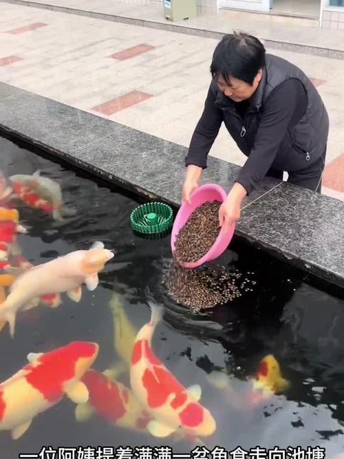 肥鄉龍魚的養殖技術有哪些？，肥鄉龍魚的養殖技術包括以下幾個方面：水質管理是關鍵