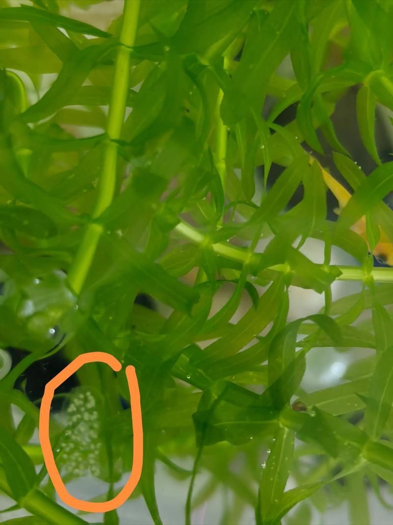 肥鄉龍魚的養殖技術有哪些？，肥鄉龍魚的養殖技術包括以下幾個方面：水質管理是關鍵