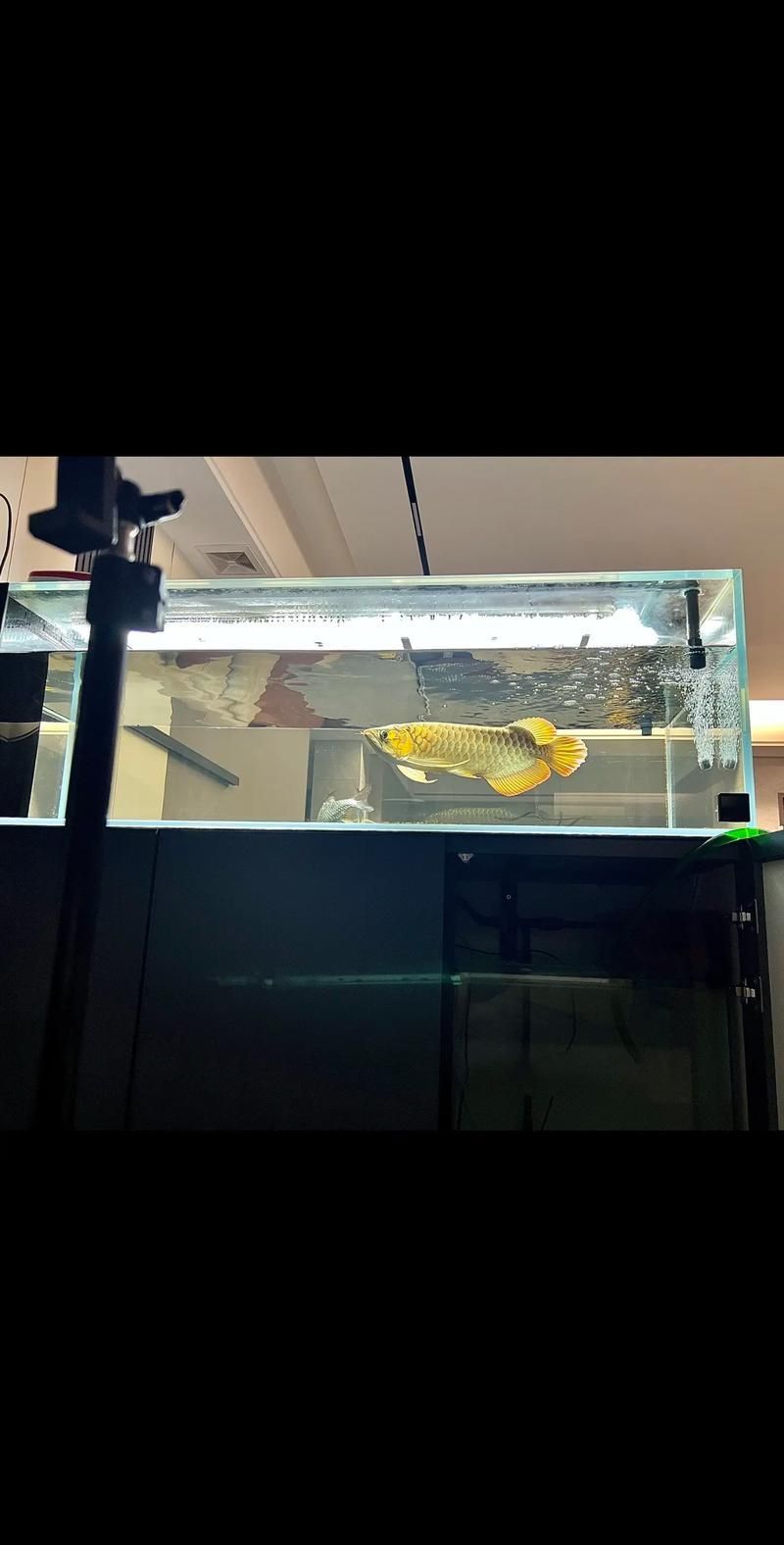 如何改善龍魚胡須（龍須）的形態？，如何改善龍魚胡須形態