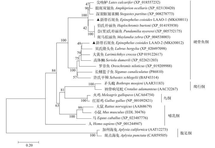 資源龍魚的重金屬含量如何？，資源龍魚的重金屬含量特征,亞洲龍魚重金屬含量特征