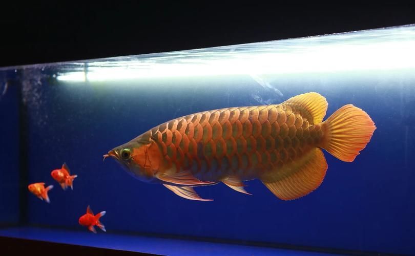 給我一些高清的龍魚須圖片，給我一些高清的龍魚須圖片,