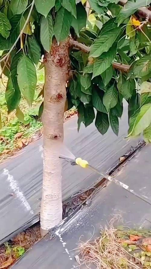 春秋季兩次防治具體如何操作，春秋季兩次養(yǎng)花操作詳解