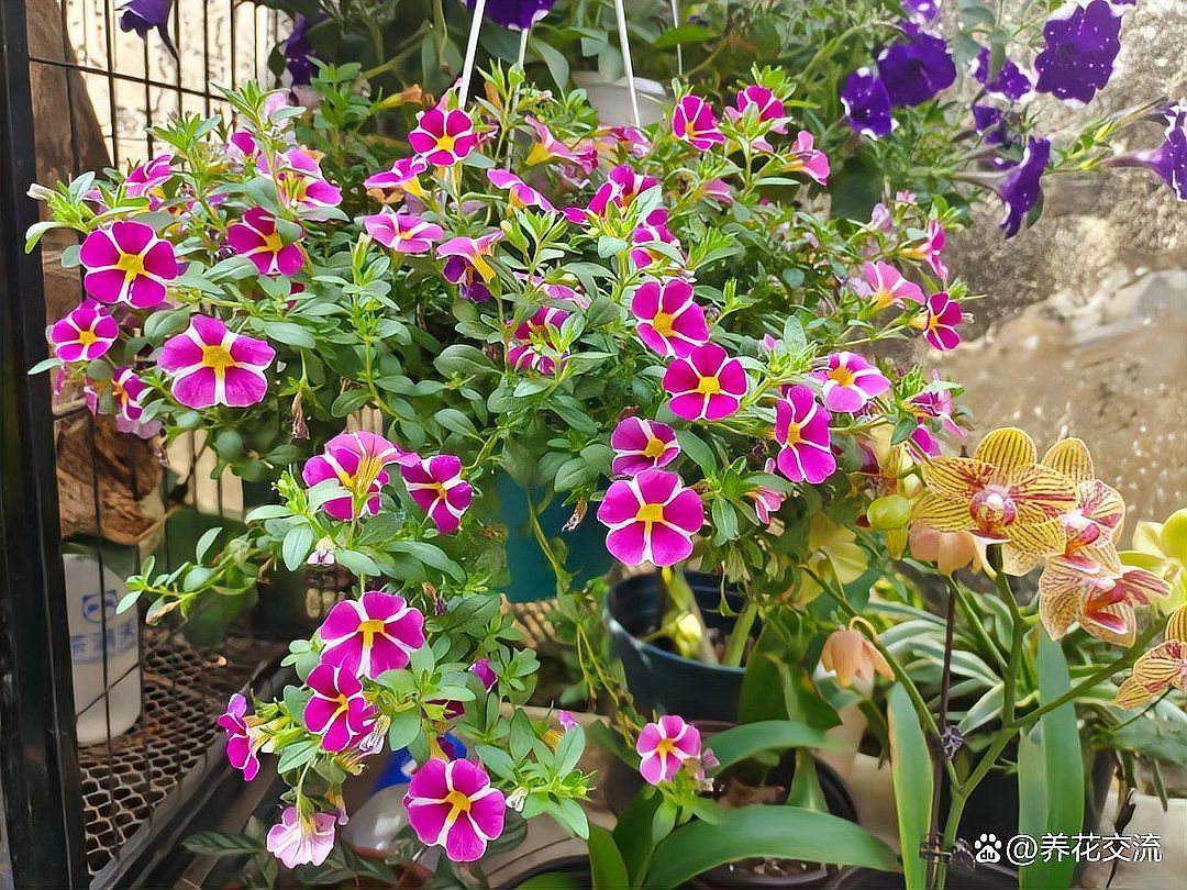 春秋季兩次防治具體如何操作，春秋季兩次養(yǎng)花操作詳解