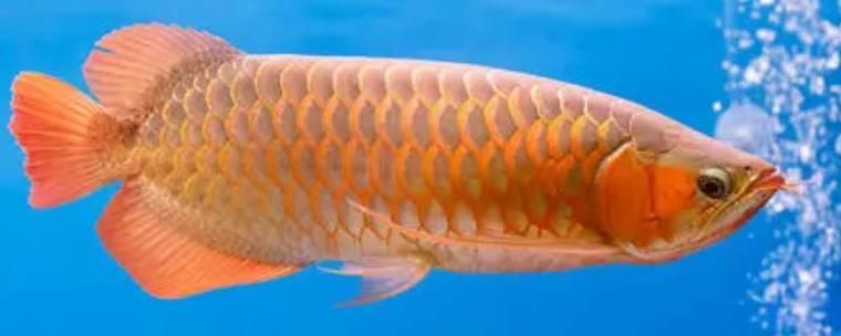 雄龍魚的圖片大全