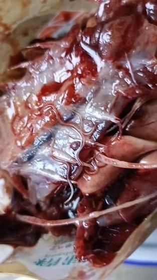 給我一些鑒別鲅魚寄生蟲和魚筋的實拍圖片，如何鑒別鲅魚寄生蟲