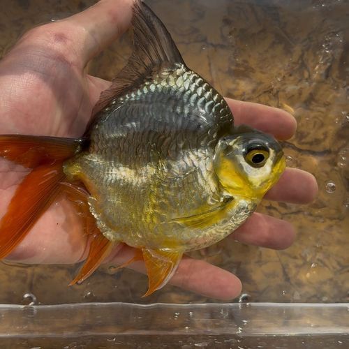 龍魚和泰國鯽的混養需要多大的水族箱？，龍魚與泰國鯽混養所需水族箱尺寸有嚴苛要求