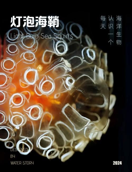 深海龍魚和觀賞龍魚哪個更有科研價值？，深海龍魚與觀賞龍魚的區別