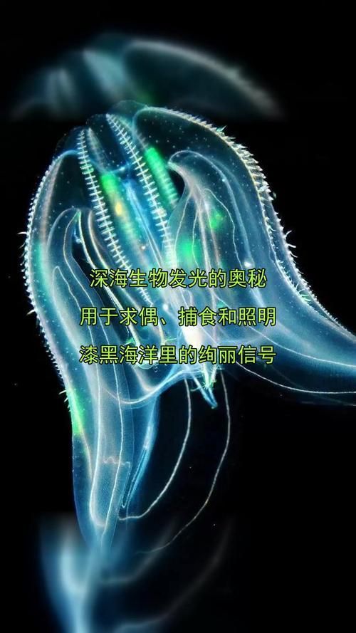 深海龍魚和觀賞龍魚哪個更有科研價值？，深海龍魚與觀賞龍魚的區別