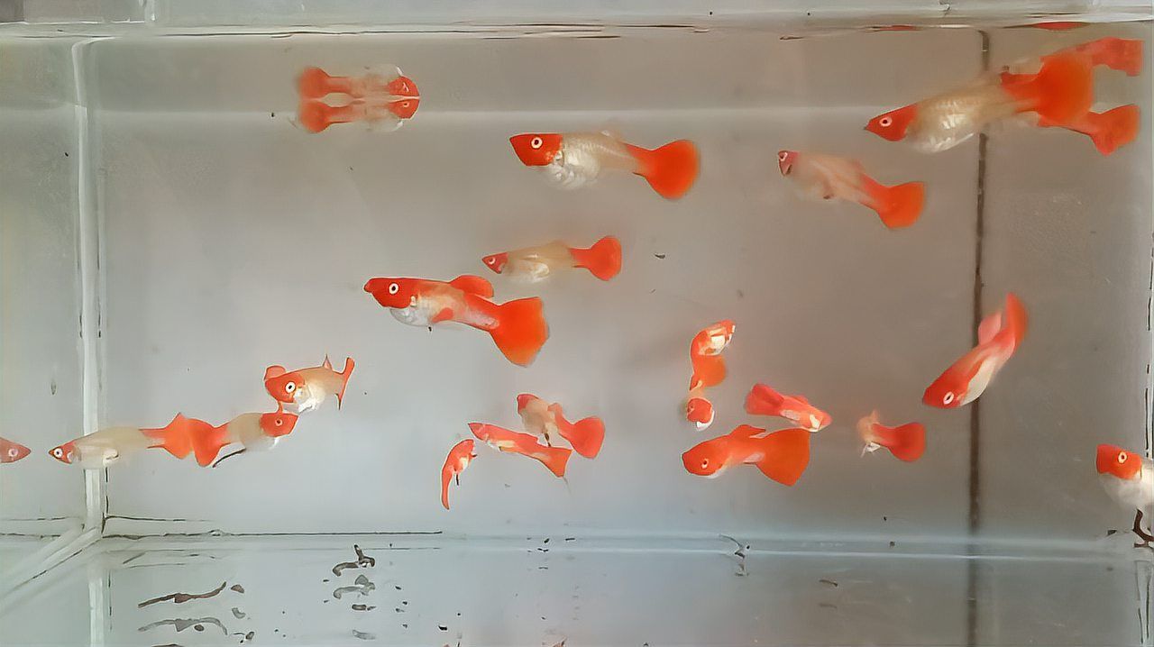 孔雀魚發白腐爛會自愈嗎，孔雀魚發白腐爛會自愈嗎7種孔雀魚病癥空心木偶人