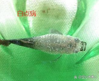 孔雀魚發白腐爛會自愈嗎，孔雀魚發白腐爛會自愈嗎7種孔雀魚病癥空心木偶人